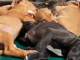 Ces chiots Labahoula s'amusent ensemble au refuge