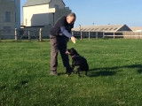 Un chien Labrastaff joue avec son maître