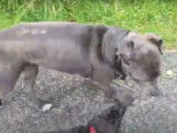 Ces chiens Labrastaff jouent ensemble dans les hautes herbes