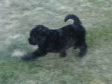 Un jeune chien Rottle joue dans le jardin