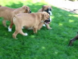 Ces chiots Bullboxer s'amusent ensemble en extérieur