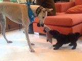 Un jeune chien Foodle joue avec un autre chien beaucoup plus grand