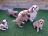 Ces chiots Cavapoo se dépensent dans leur espace extérieur
