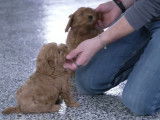 Ces chiots Cavapoo apprécient jouer avec leur maîtresse