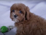 Ces chiots Cavapoo montrent leur affection à la personne qui s'occupe d'eux