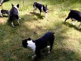 Une famille de chien Frenchton est dans un jardin ensoleillé