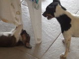 Des chiots Jack-Tzu et leurs parents