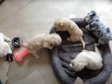 Une portée de chiots Doxiepoo se reposent dans leur panier