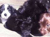 Des chiots Doxiepoo aboient timidement lorsqu'ils se reposent