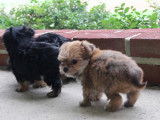 Des chiots Havashire jouent sous le regard attentif d'enfants