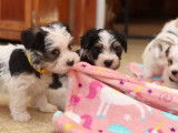 Des chiots Havashire se font plein de câlins
