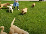 Des chiots Goldador gambadent joyeusement dans le jardin