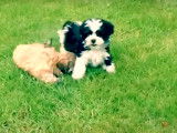 Des chiots Lhatese s'amusent au parc