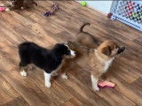 Une portée de German Australian Shepherd