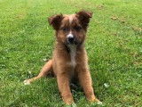Une balade au parc avec une German Australian Shepherd