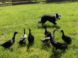 Cet English Shepherd s'entraine à rassembler des canards