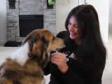 Un English Shepherd et sa famille