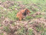 Un English Shepherd rassemble des vaches