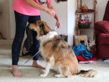 Les habitudes de cet English Shepherd