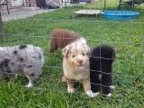 Des chiots German Australian Sheperd dans un jardin