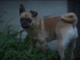 Un Pom-a-Pug dans un jardin