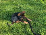 Un chiot Rootsky dans un jardin