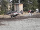 Un Rottsky joue avec une dinde