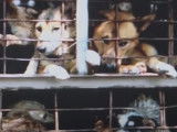 Un trafic de chiens illégal entre la Thaïlande et le Vietnam