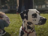 Un chien pédagogique Dalmatien accompagne les élèves d'un collège