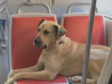 Un chien errant prend les transports en commun à Instanbul