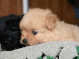 Des chiots Pomapoo s'amusent