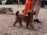 Un chien Norkie joue dans un parc pour chiens