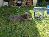 Un chien Shorkie regarde des oiseaux en cage