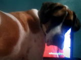 Ce Saint Dane regarde la télévision avec son maître