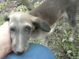Un chiot Tazy reçoit quelques caresses