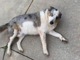 Un Texas Heeler profite des caresses de son maître