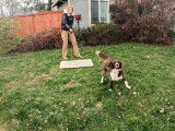 Ce Border Collie Britt apprend à se promener sans laisse