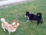 La rencontre entre un Borgi et d'un Corgi