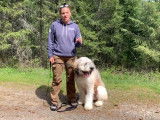 Ce Saint Berdoodle se balade sans laisse