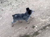 Un jeune Pit Heeler se balade avec son maître