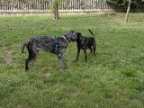 Un Italian Daniff joue avec un autre chien