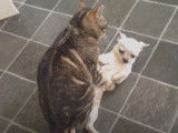 Un chat tente de s'accoupler avec un chien Chihuahua