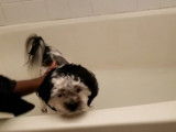 Ce Shi Apso prend un bain