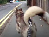 Cet Alusky se balade sur la route et dans les bois