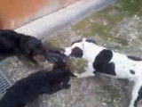 Ce Labrastaff joue avec d'autres chiens