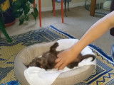 Une Carkie se repose dans son panier