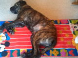 Un Saint Bermastiff se repose, allongé sur le sol