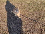 Ce Corgipom va se promener au parc