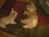 Un Cairmal et un Cairn Terrier se disputent