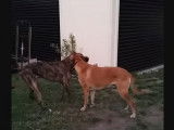 Un Doubull-Mastiff joue avec un autre chien